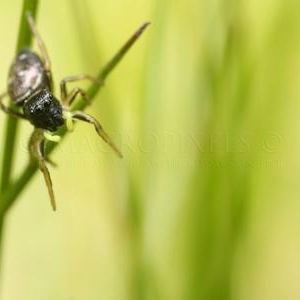 Heliophanus cupreus femelle