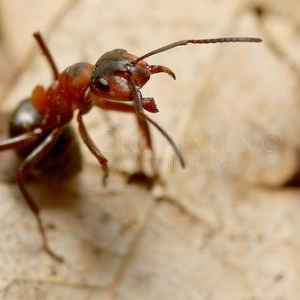 11. Fourmi rousse des bois en position defensive