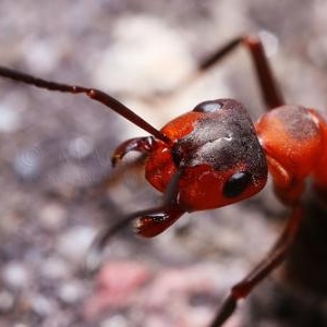 17. Gros plan sur une fourmi rousse des bois
