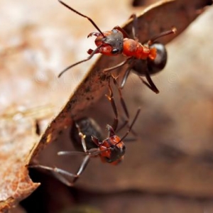 06. Fourmis rousses des bois en posture de defense