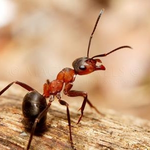 13. Fourmi rousse des bois en position defensive