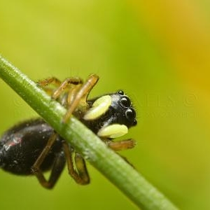 Heliophanus cupreus femelle