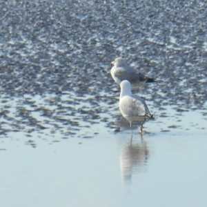 oostduinkerke