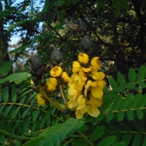 la jardin fleuri