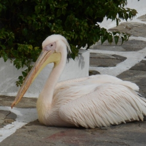 la mascotte petros le pelican