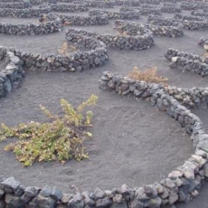 lanzarote - haira - picon et vignobles