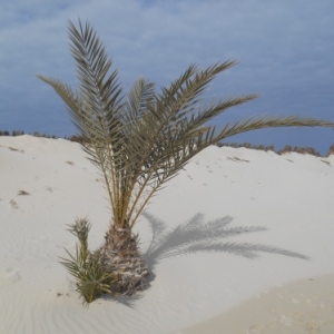 hotel lti djerba plaza