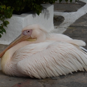 la mascotte petros le pelican
