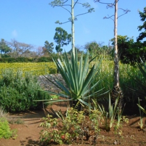 jardin botanique funchal