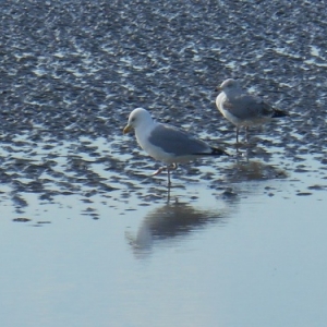 oostduinkerke