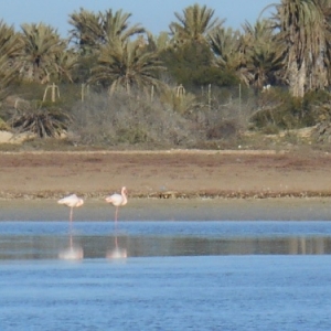 balade caleche vers le lac sale