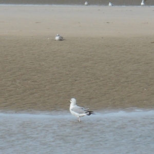 De Haan-aan-Zee, le Coq, un autre visage de la côte belge