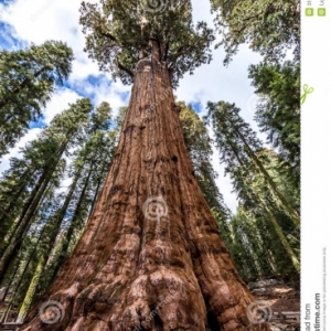 Le "général Sherman" est l'arbre le plus grand du monde. 84 mètres. Les branches les plus basses à 40 mètres.