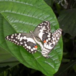 Au Jardin des Papillons