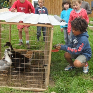 La ferme d’A Yaaz. Les petits animaux devenus familiers