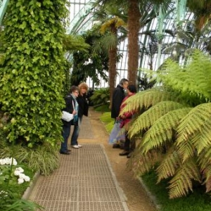 Le GSARA aux serres de Laeken, le 4 mai 2010: les arbres tombent toujours du cote ou ils penchent