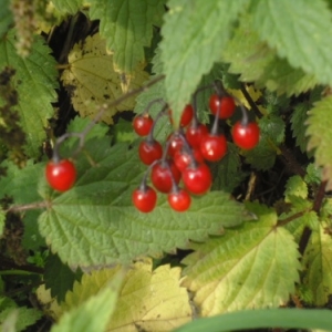 De nombreux arbustes typiquement ardennais flanquent la Promenade. 04.10.17.