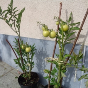 13. Tomates en pot