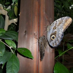 Au Jardin des Papillons