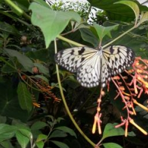 Au Jardin des Papillons