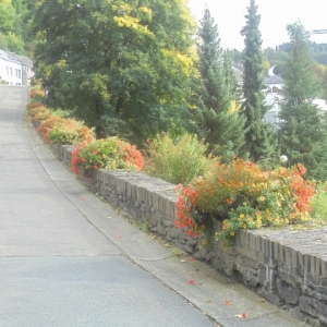 Houffalize Minigolf  Rue de la Promenade. (sur sa montée) Le minigolf est à droite, avec des sapins "qui s'arborent"