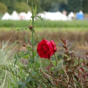 Festival médiéval au château d'Havré (Mons)