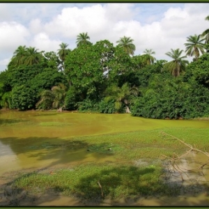 abuko nature reserve