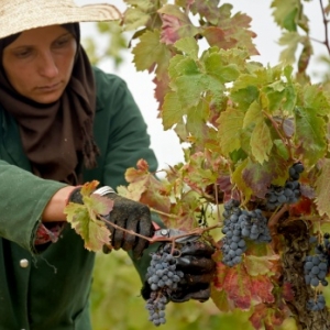 Une "route des vins" pour un tourisme alternatif en Tunisie