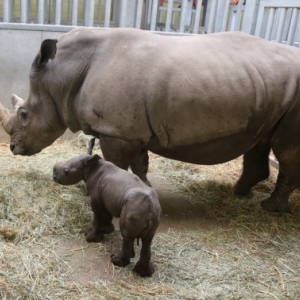 Naissance d’un Rhinocéros blanc du Sud à Pairi Daiza !