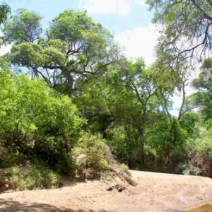 caatinga desert