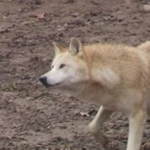 Première meute de loups à Pairi Daiza