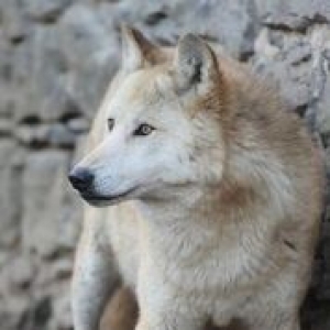 Première meute de loups à Pairi Daiza