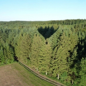 bois de Longchamps