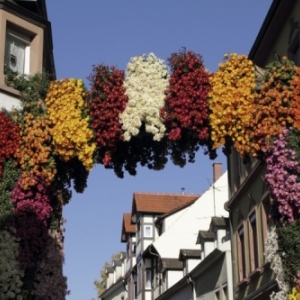 Lahr - Fete de la Chrysantheme