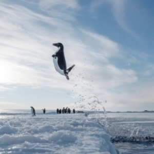 (c) Vincent Munier & Laurent Ballesta