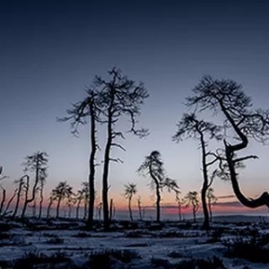 Citadelle : "Un Hiver au Noir Flohay" (pinede carbonisee/Hautes-Fagnes/2011) (c) Eddy et François Remy 