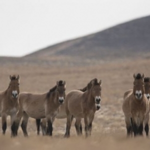 Region de Xinjiang (c) "Centre Culturel de Chine"