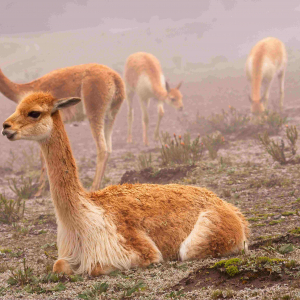 © Lynda Paquet & Martin Parent