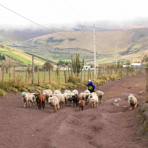 © Lynda Paquet & Martin Parent