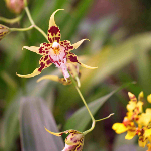 © Lynda Paquet & Martin Parent