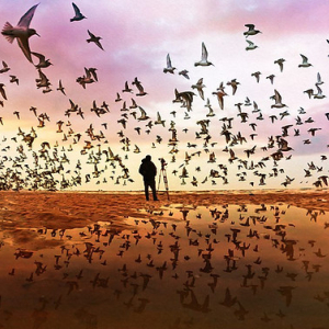 Clôture : « The Birds » (David Allen & Martin Dohrn) © Photo : « Tangled Bank Studios »