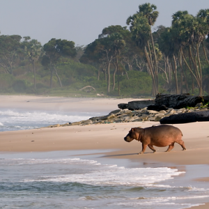 Film Pro : « Surfing Hippos – La Plage de la Jungle gabonaise » (Yann Sochaczewski)