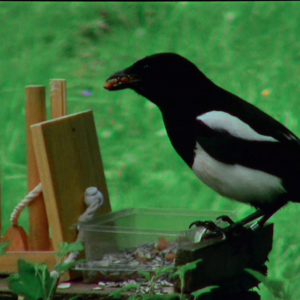 La pie est gourmande elle a des petits au nid. "Giving Nature a Home" dernier film de Marcel Thonnon