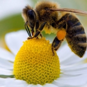 Abeille noire belge et ardennaise