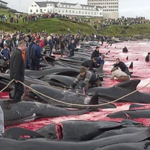 Massacre de Calderon un dauphin des iles de Feroe au Danemark