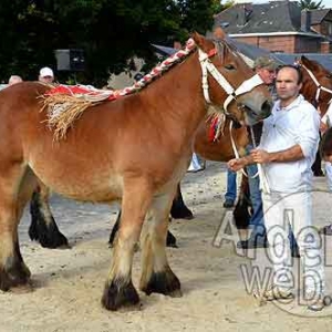 Cheval de trait ardennais-477