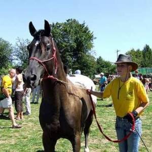 Tavigny : Fete du Cheval 2007-photo3757