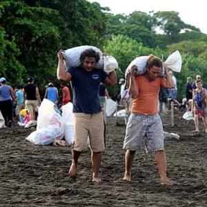 Extinction de la tortue de mer au COSTA RICA-25