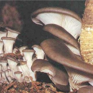 Pleurotus Ostreatus