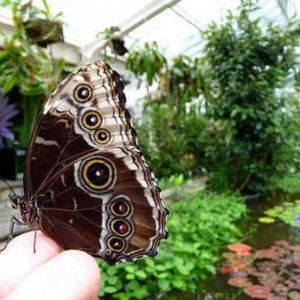 Festival de papillons bleus au jardin botanique national de Belgique